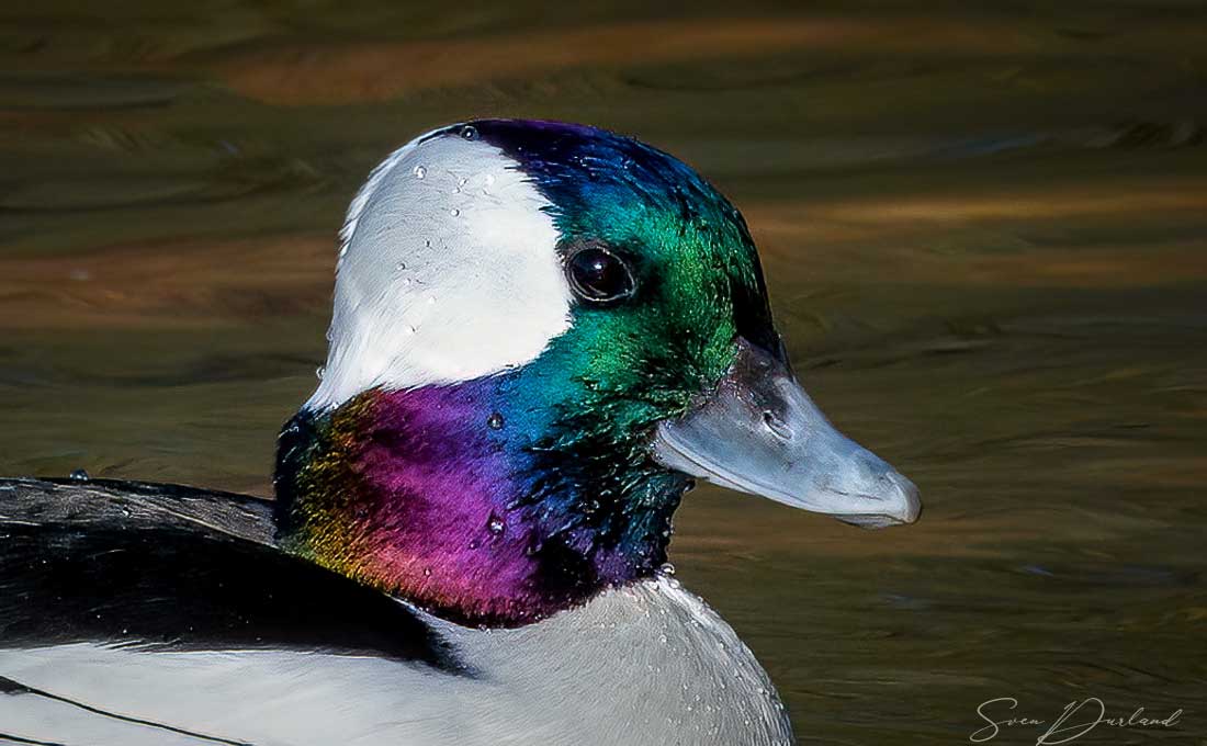 Bufflehead face