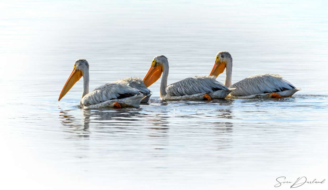 Pelicans