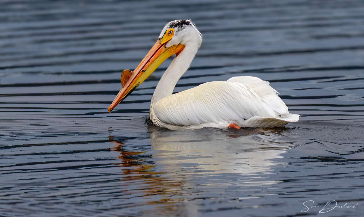 White pelican 
