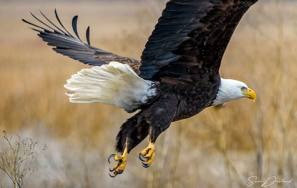 Bald eagle in flight