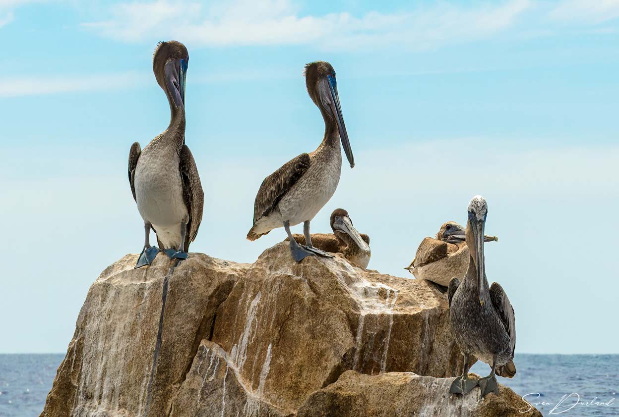 Brown pelicans