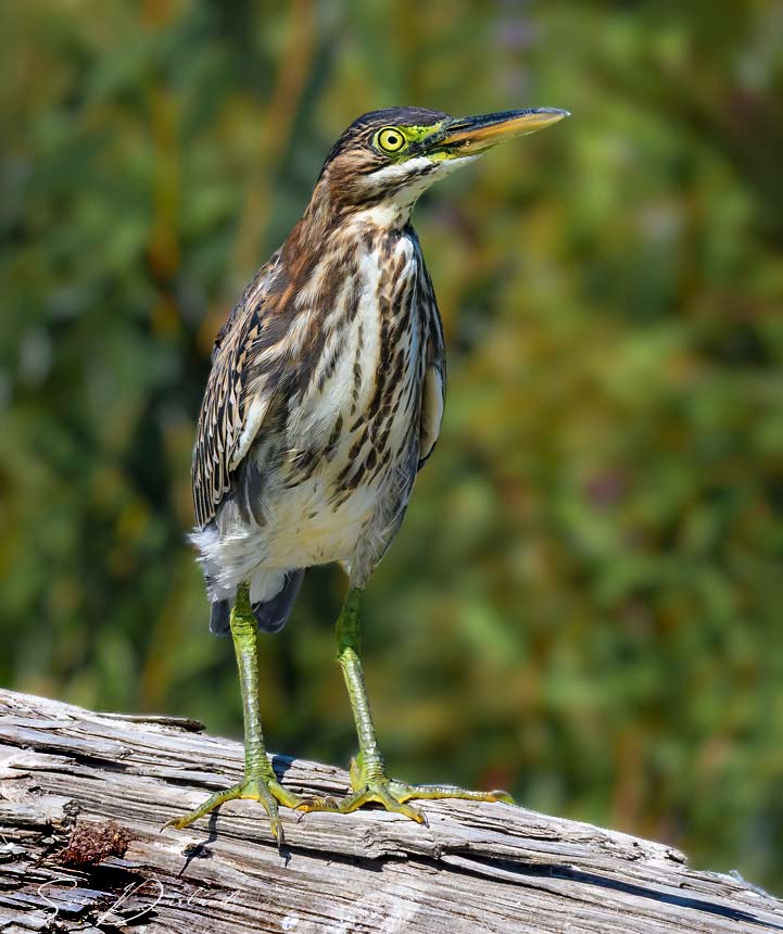 Green heron, juvenile