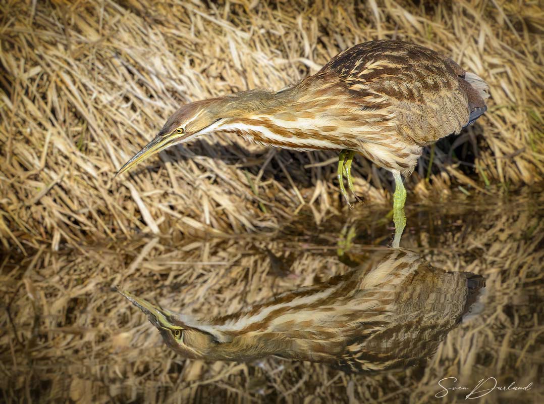 American Bittern