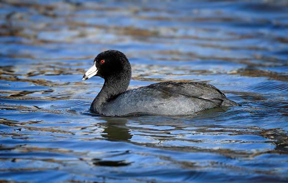 American Coot