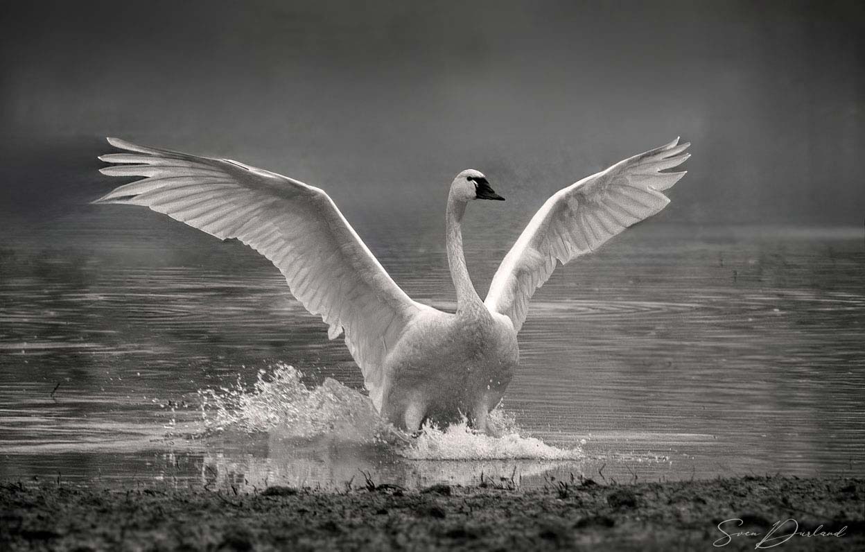 Swan