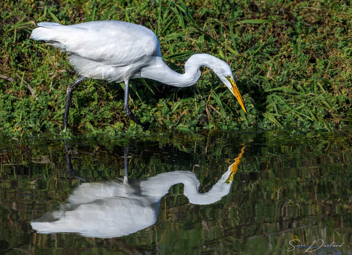 Egret reflecting in the water