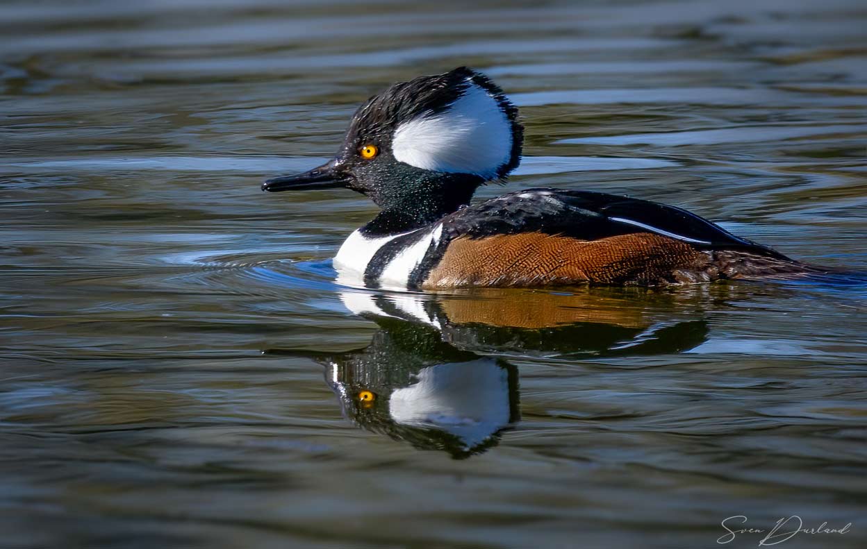 Hooded Merganser male