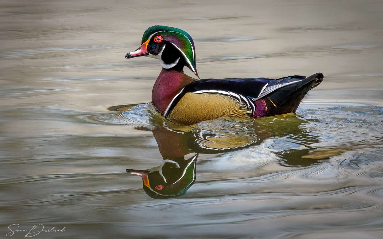 Wood Duck - male