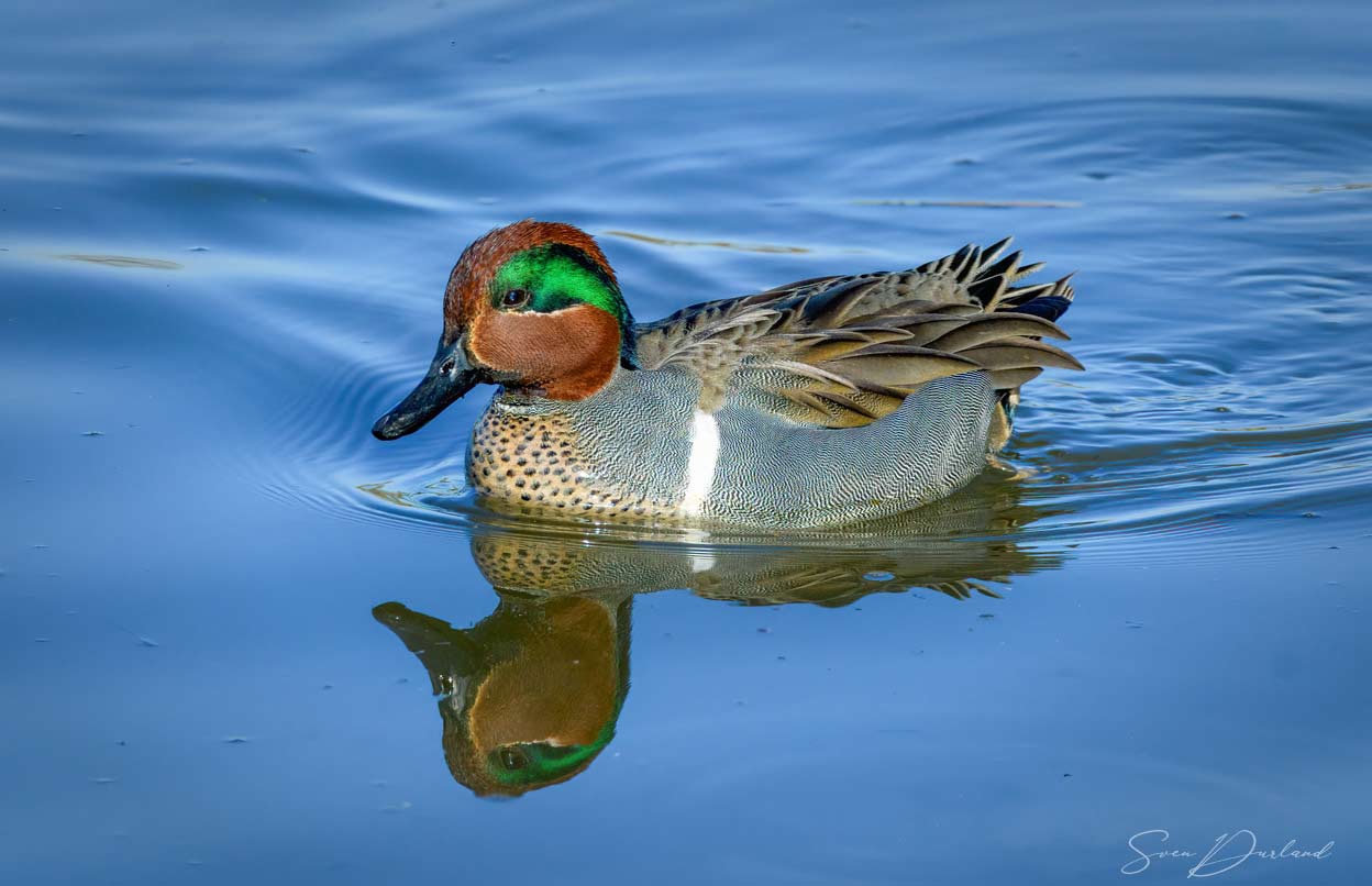 Green-winged Teal - male