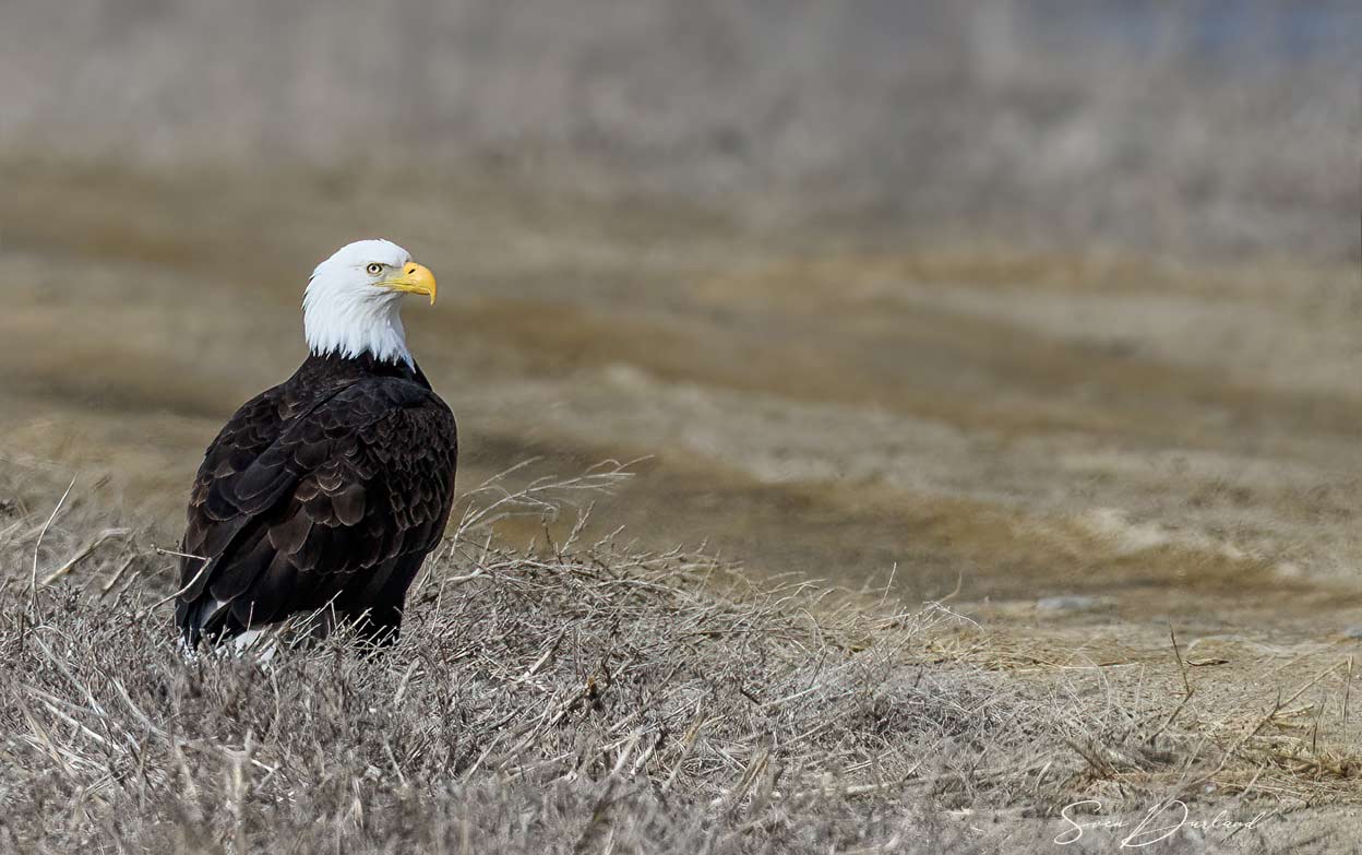 Bald eagle on the ground