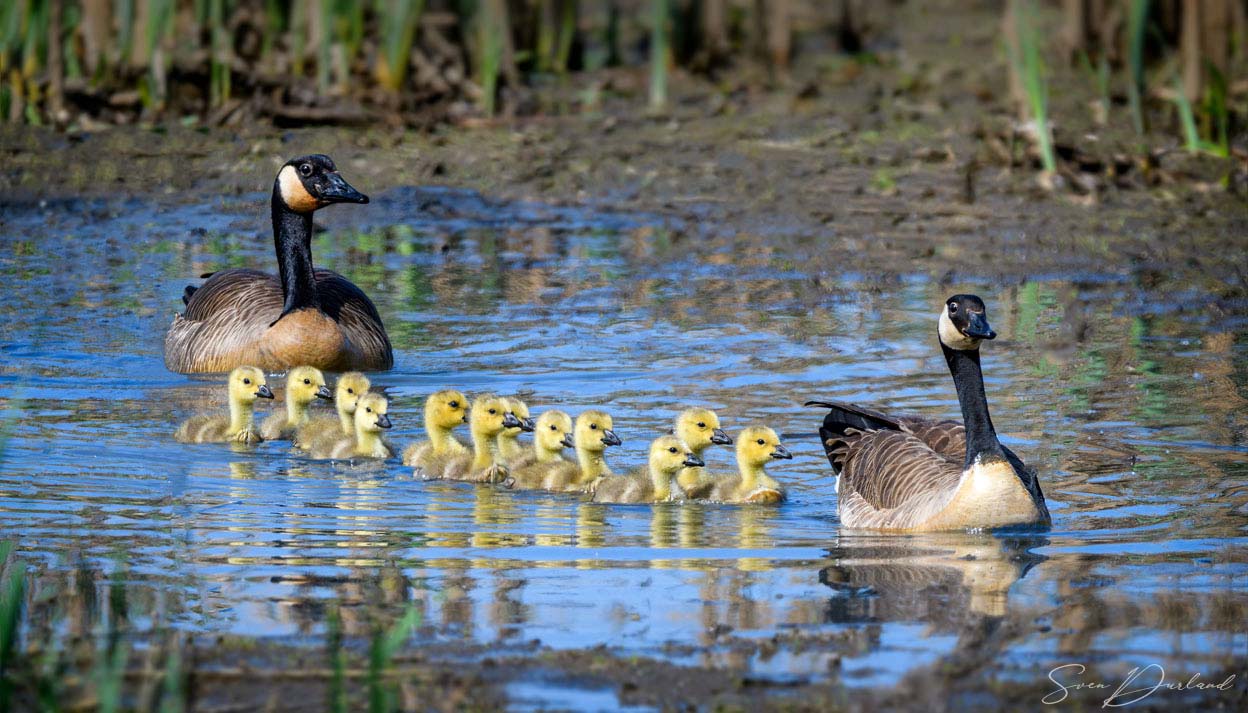 Canada Goose Family
