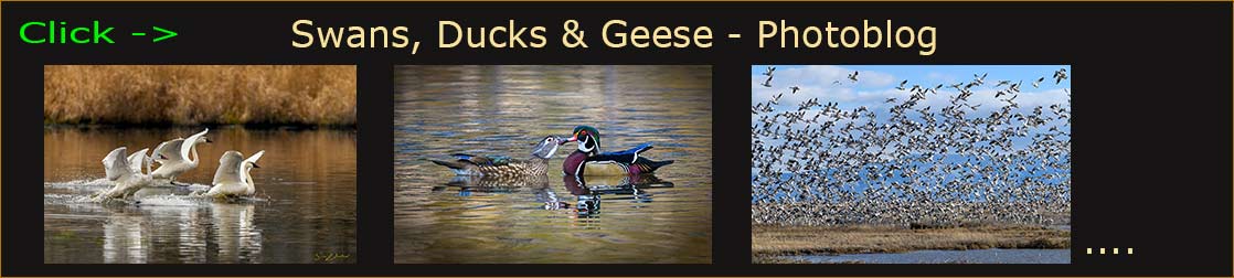 Sven Durland blog header