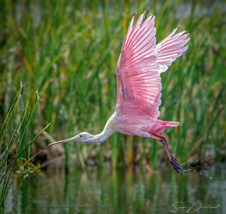 Roseate Spoonbill in flight