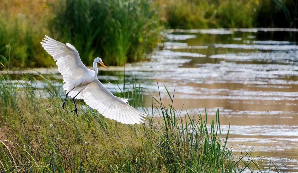 Great White Egret in flight
