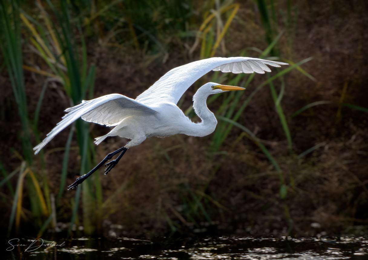 Great White Egret in flight