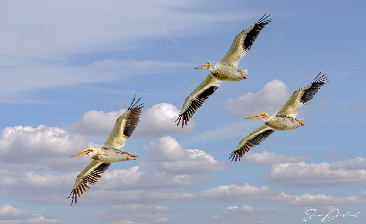 White Pelicans in flight