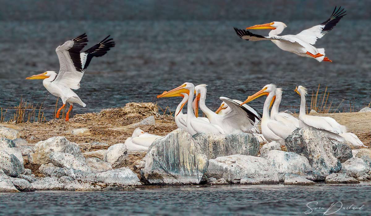 American White Pelicans in flight