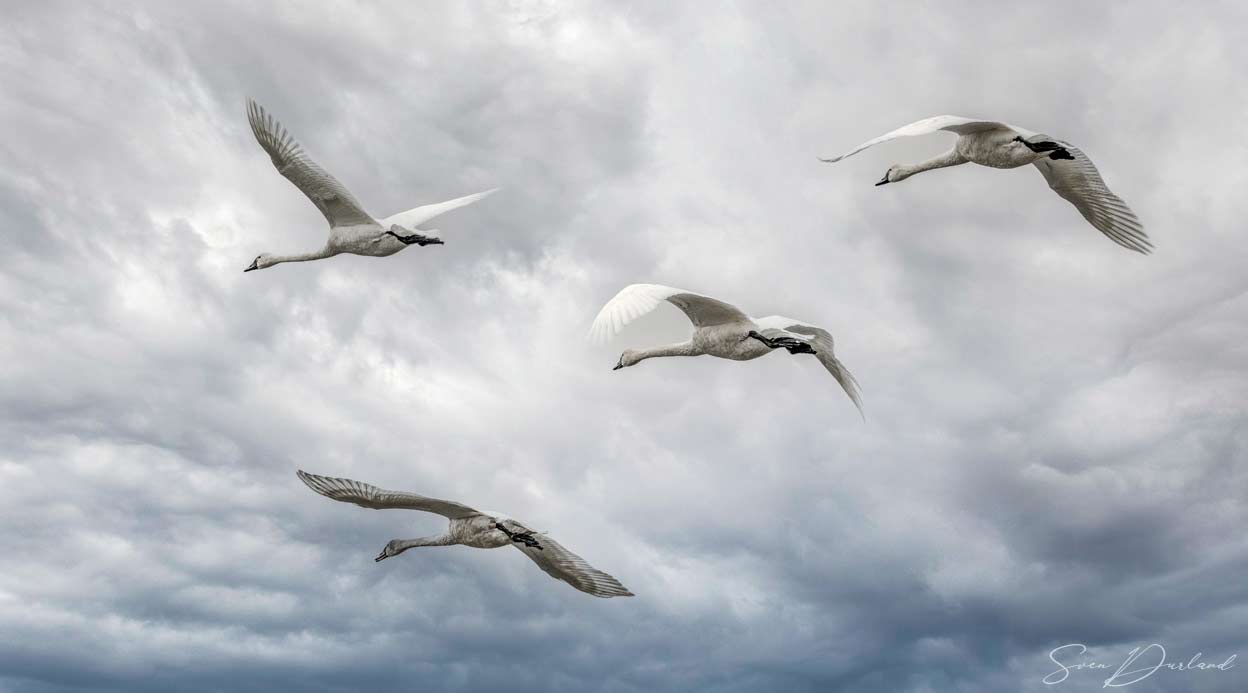 Tundra Swans in flight