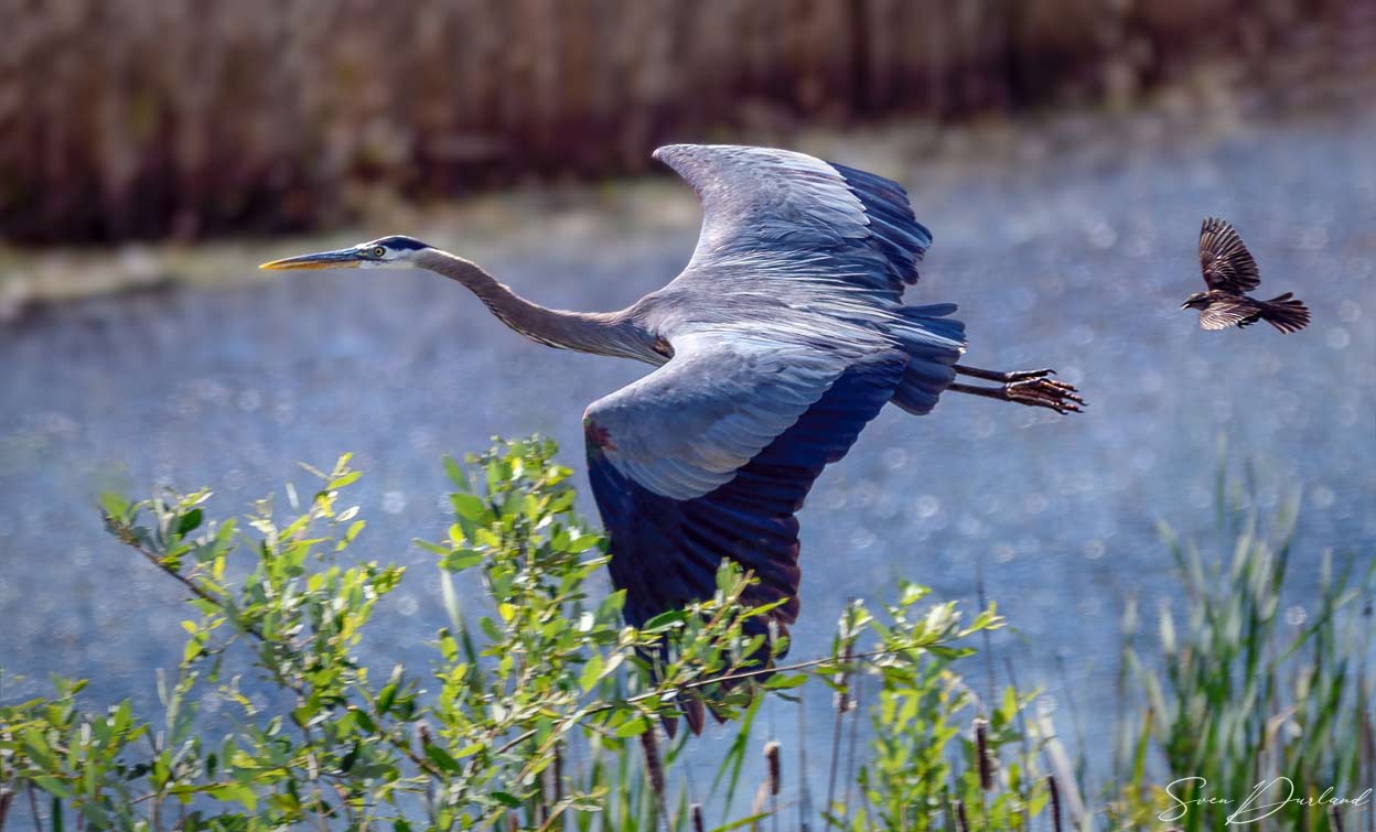 Great Blue Heron in flight