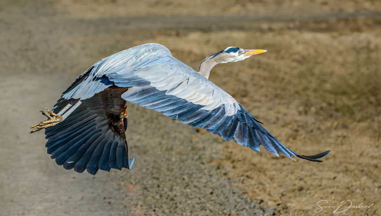 Great Blue Heron in flight