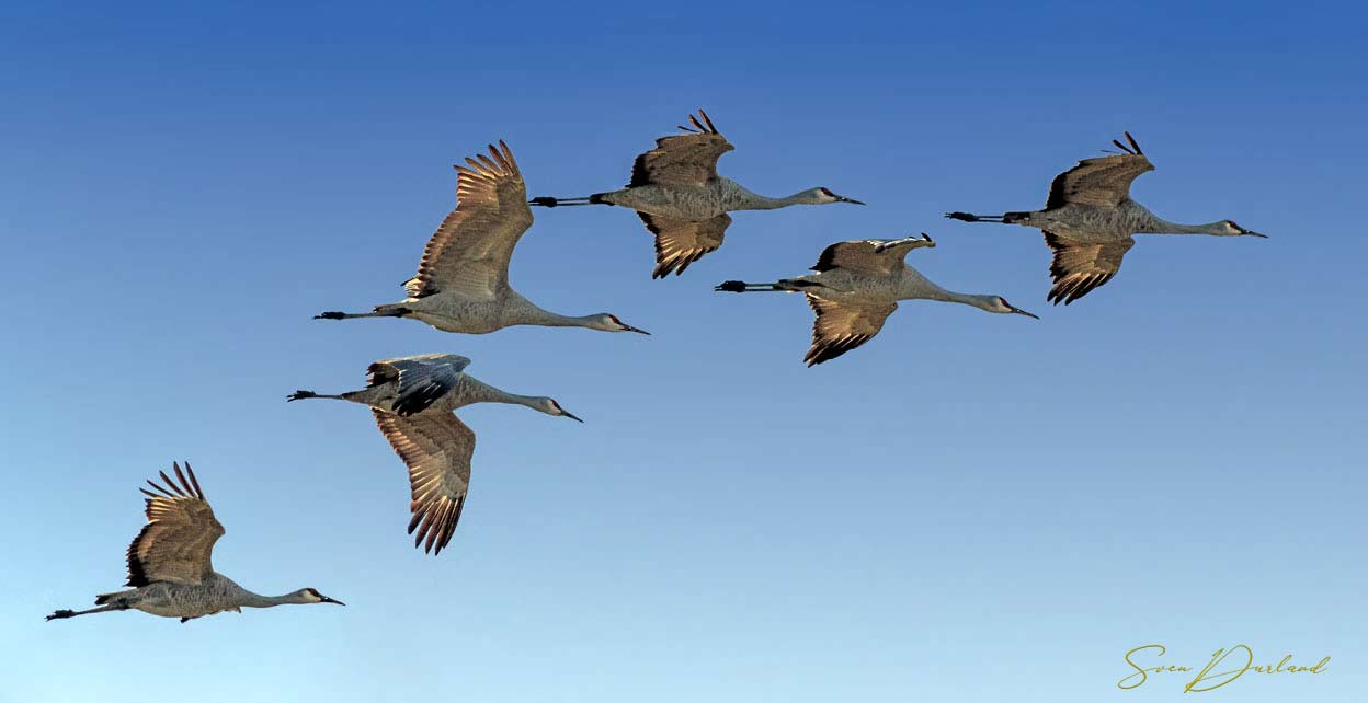 Sandhill Cranes in flight