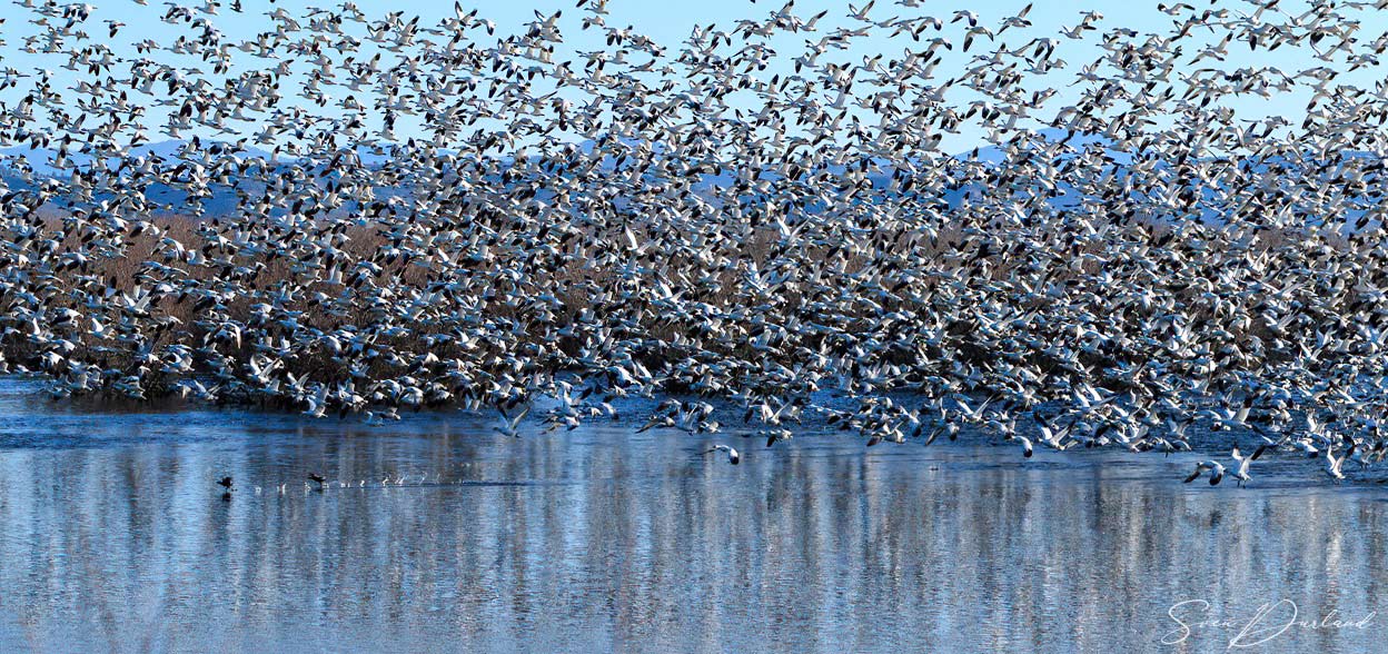Snow Geese in flight