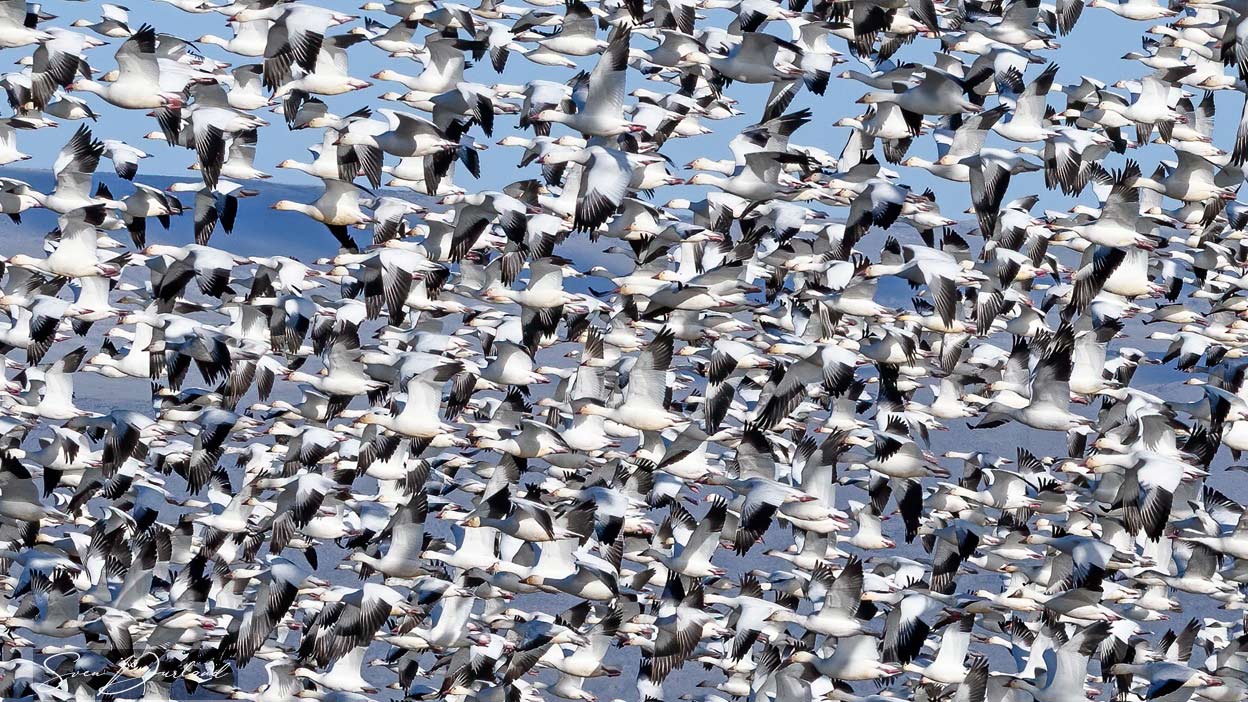 Snow Geese in flight