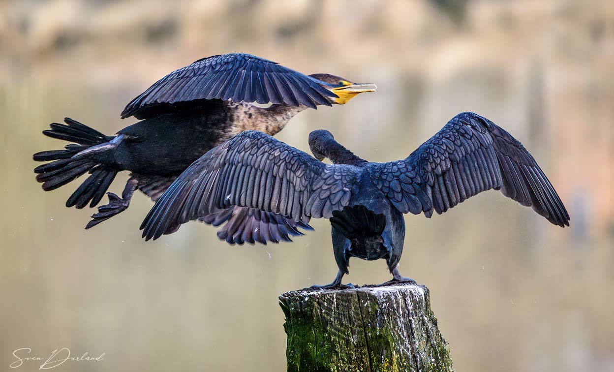 Cormorant in flight