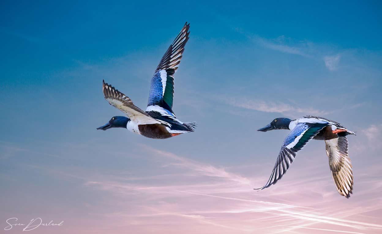 Northern Shovelers in flight