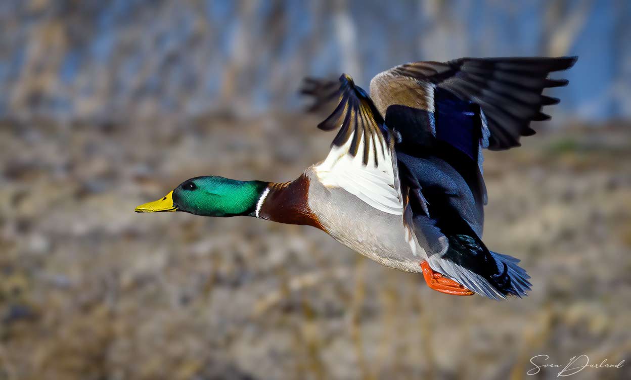 Mallard in flight