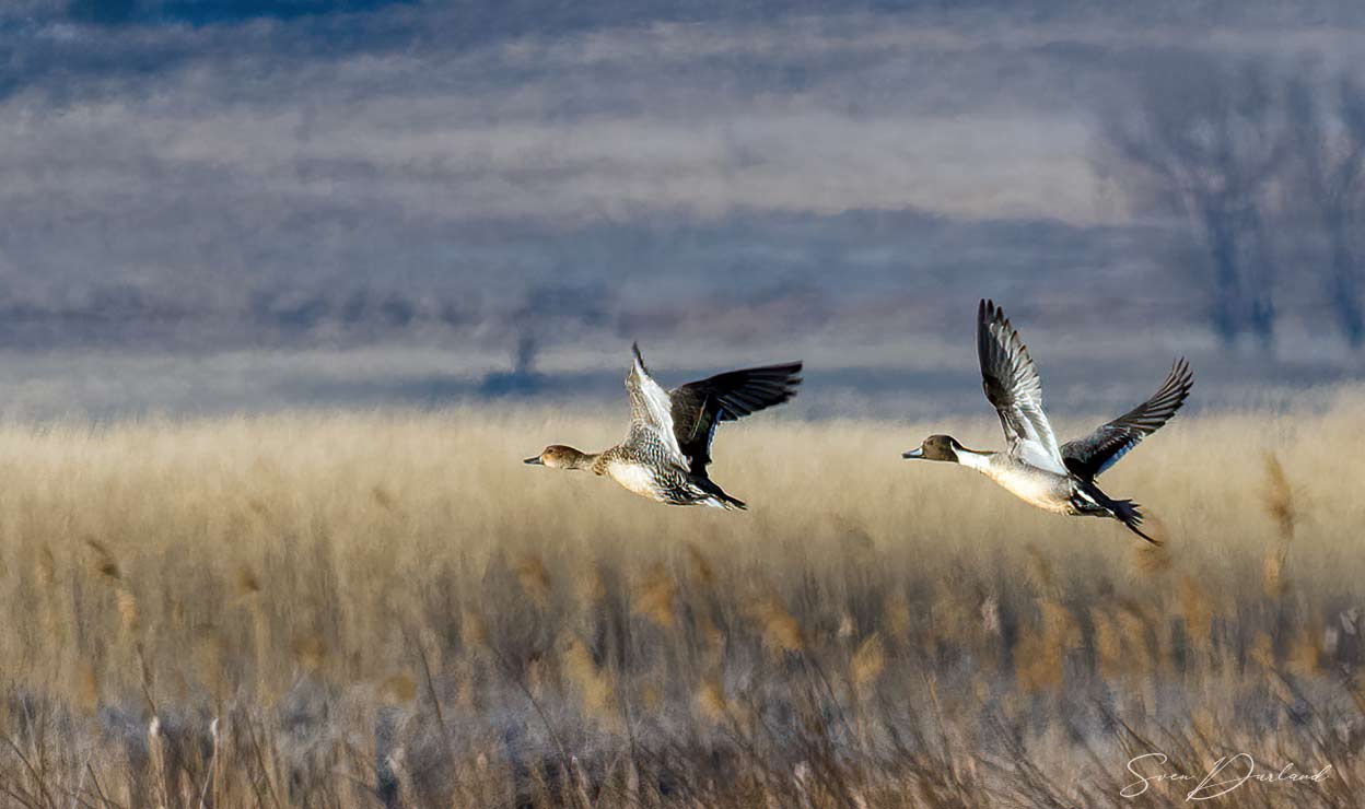 Pintail couple in flight
