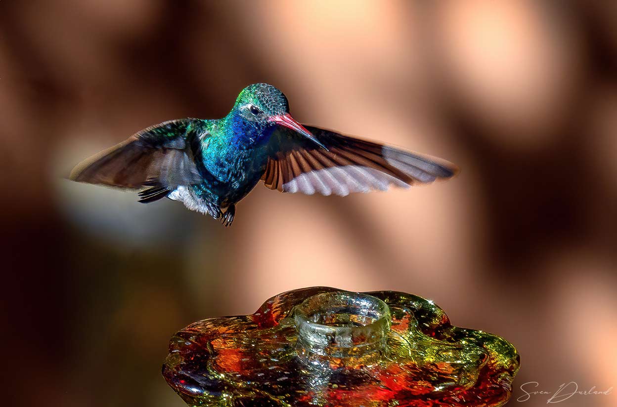 Hummingbird hovering