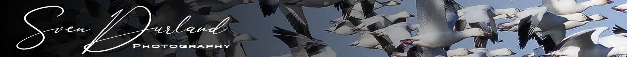 Sven Durland blog heading