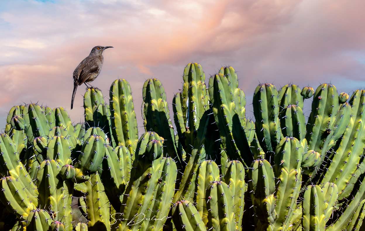 Cactus scene with Cactus Wren