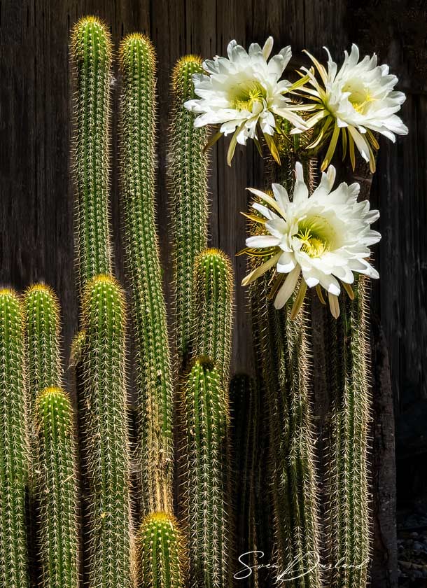 flowering cactus