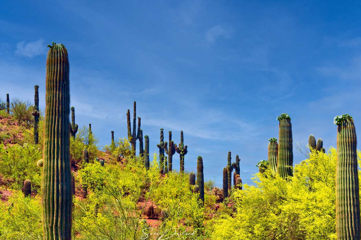 Arizona cactus landscape