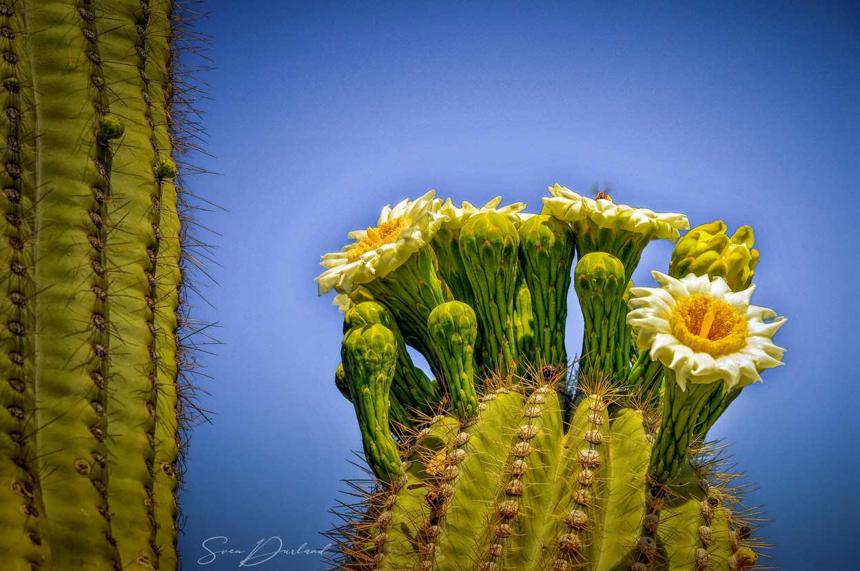 Cactus flower close ip