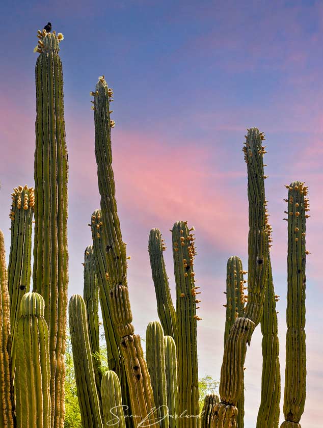 Cactus with buds and flower, and bird 