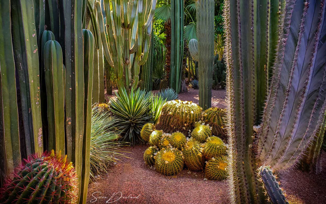 Cactus scene from Majorelle gardens
