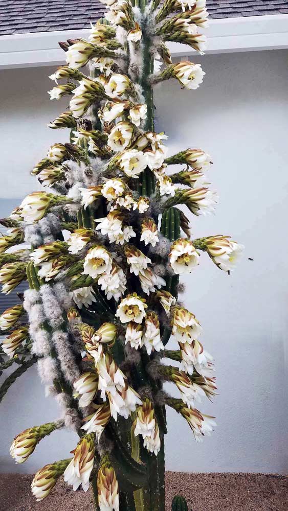 Barrel cactus with hundreds of flowers