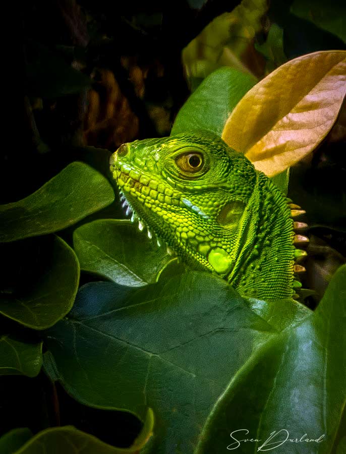 Green iguana