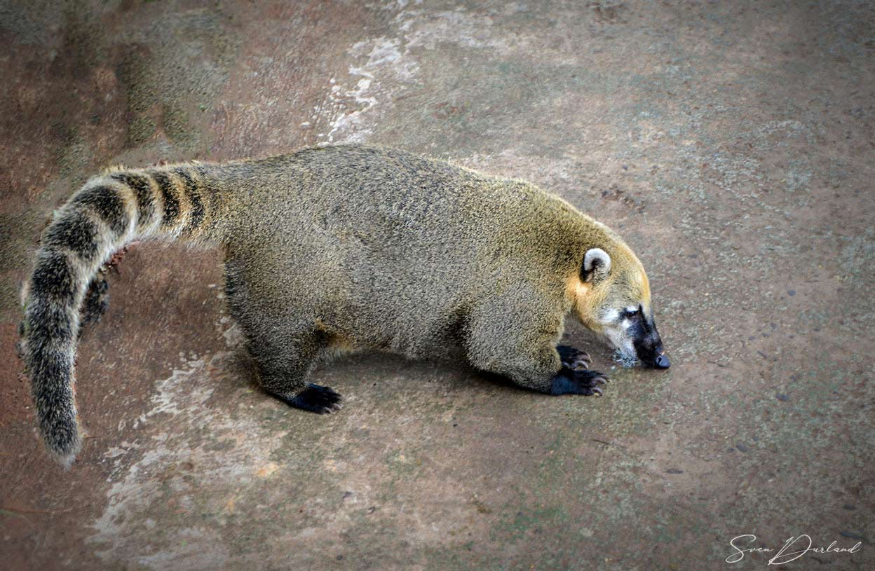 South American Coati 