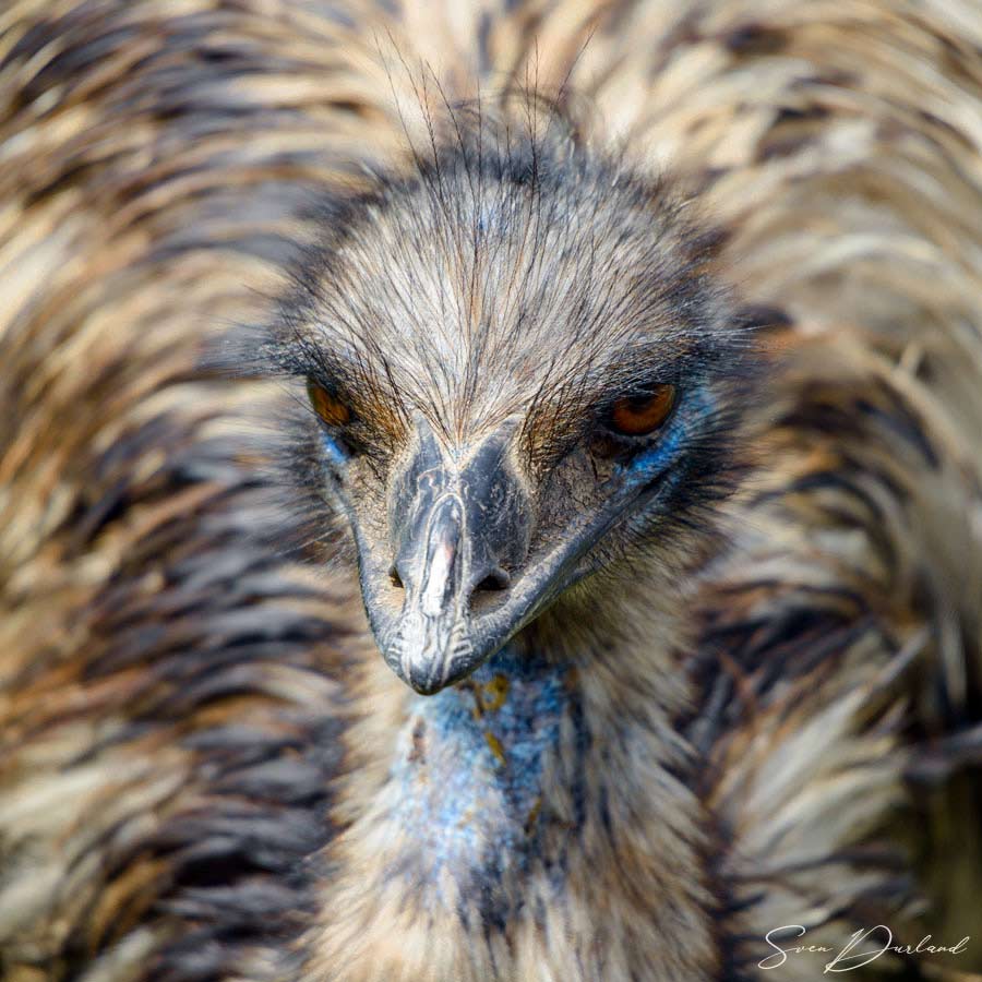 emu close up
