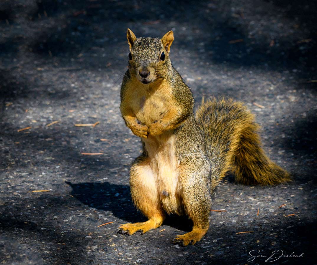 squirrel