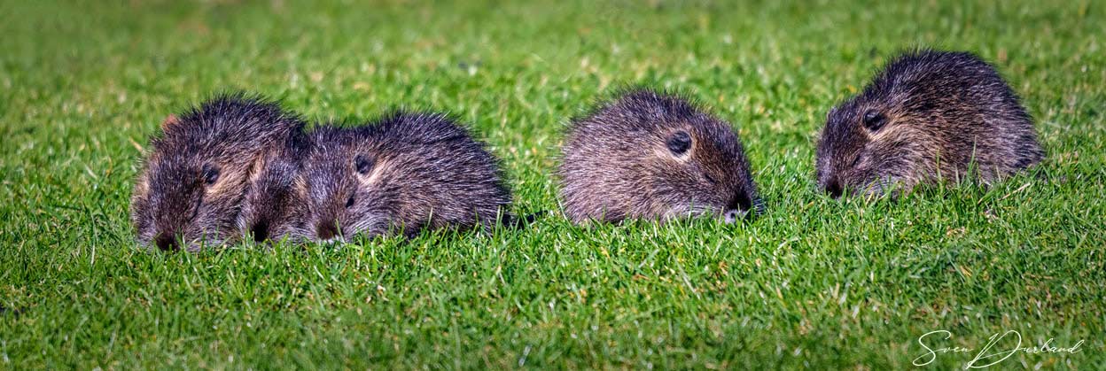 nutria babies