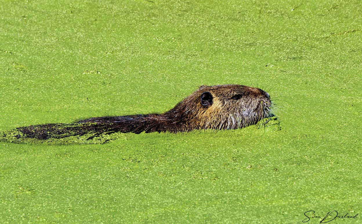 nutria swimming in seaweed