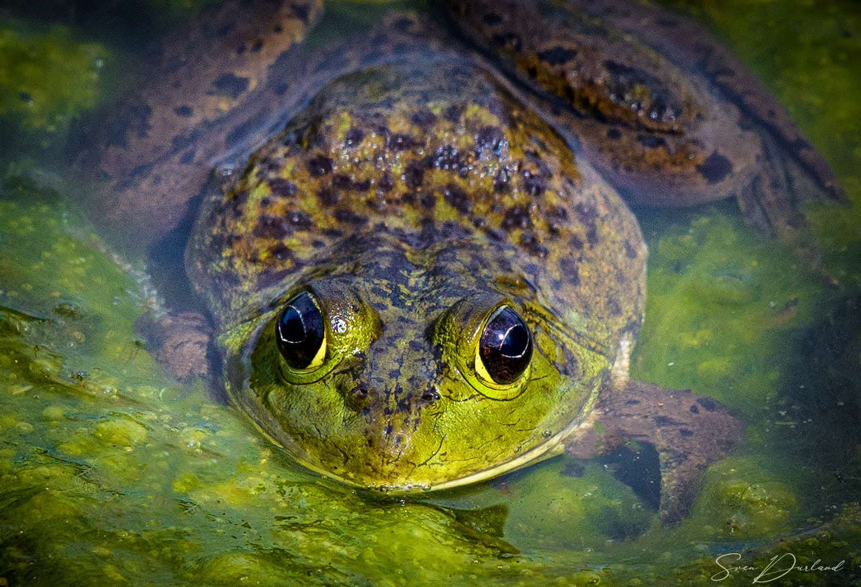 bullfrog