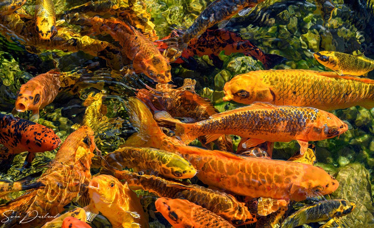 colorful koi