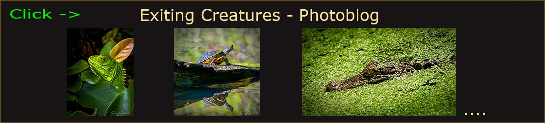 Sven Durland blog header