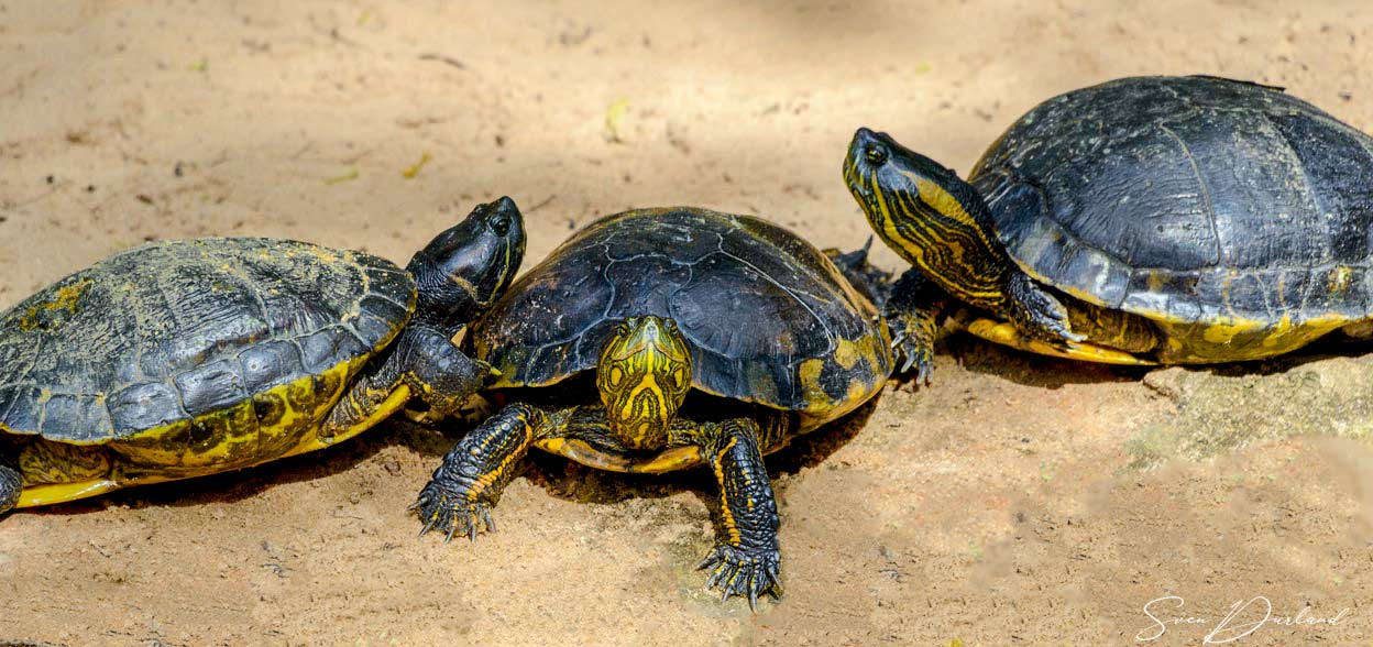 Painted Turtles, Brazil